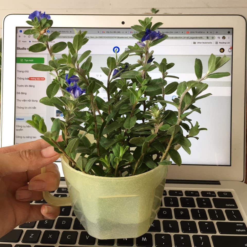 Dân mạng chia sẻ cách trồng và chăm sóc cây xanh tại nhà 