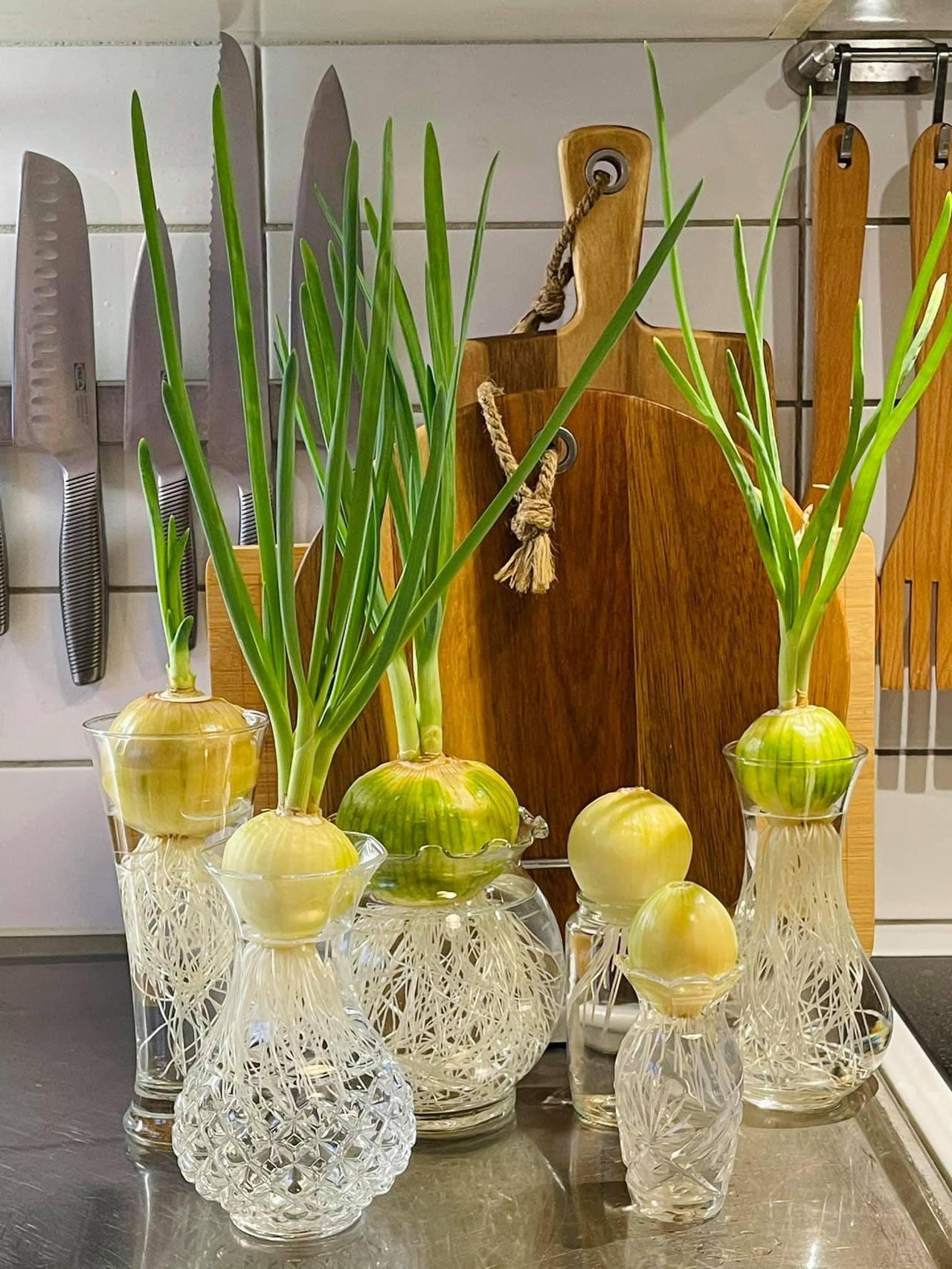 Dân mạng chia sẻ cách trồng và chăm sóc cây xanh tại nhà 