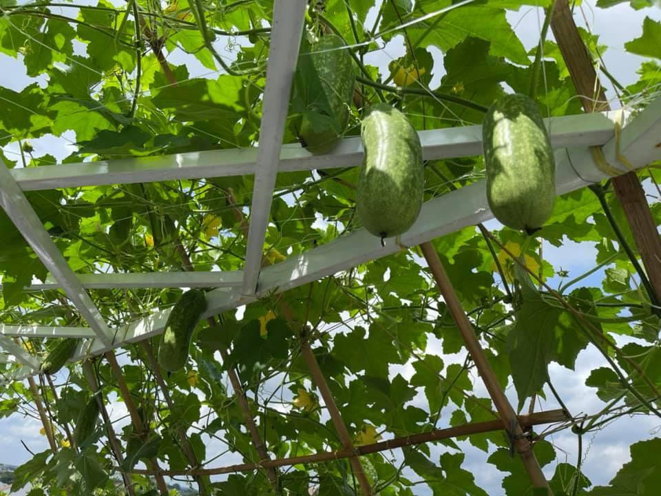 Thú vị với hình ảnh dân mạng khoe rau,củ tự trồng tại nhà 