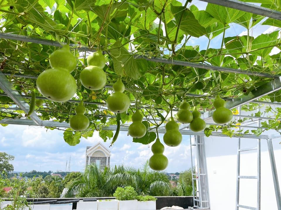 Thú vị với hình ảnh dân mạng khoe rau,củ tự trồng tại nhà 