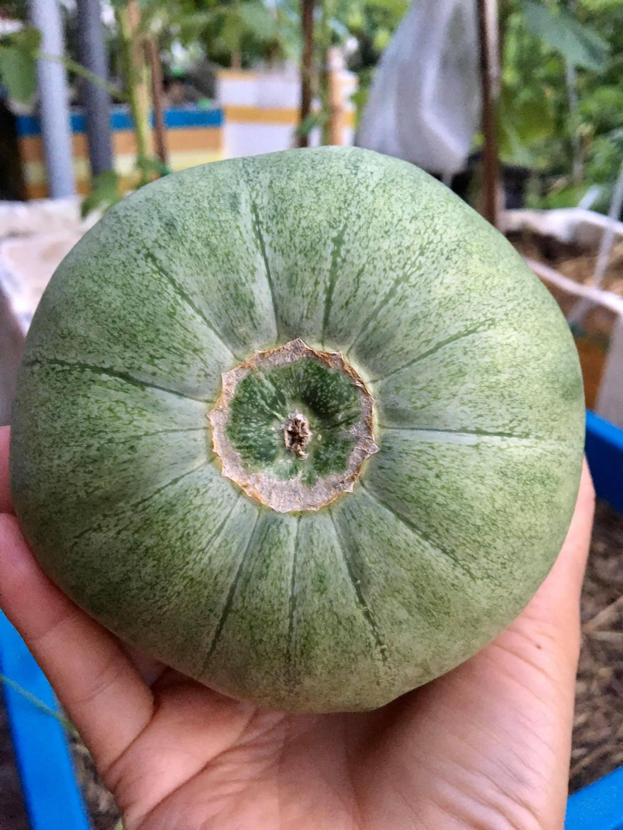 Thú vị với hình ảnh dân mạng khoe rau,củ tự trồng tại nhà 