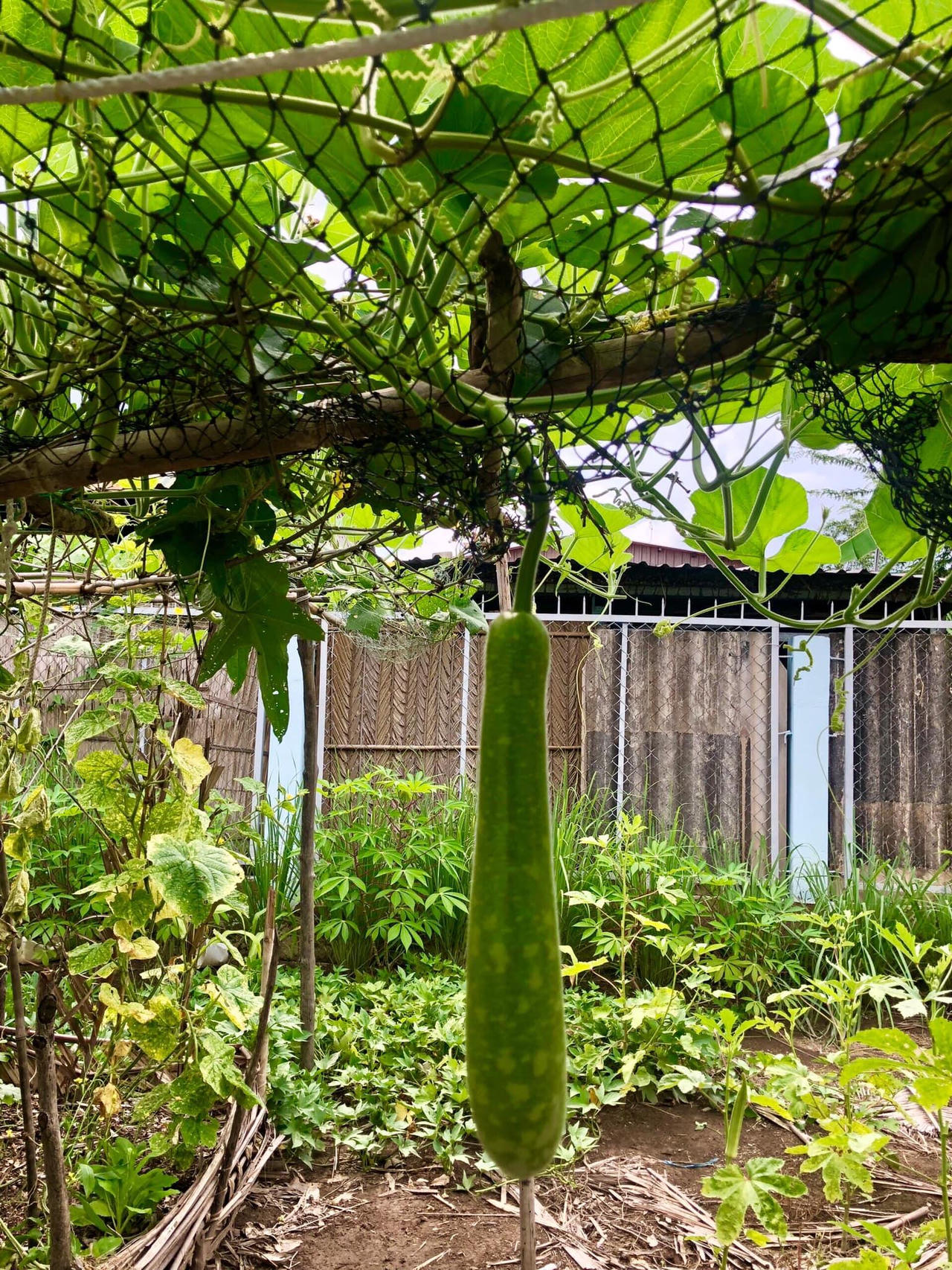 Thú vị với hình ảnh dân mạng khoe rau,củ tự trồng tại nhà 