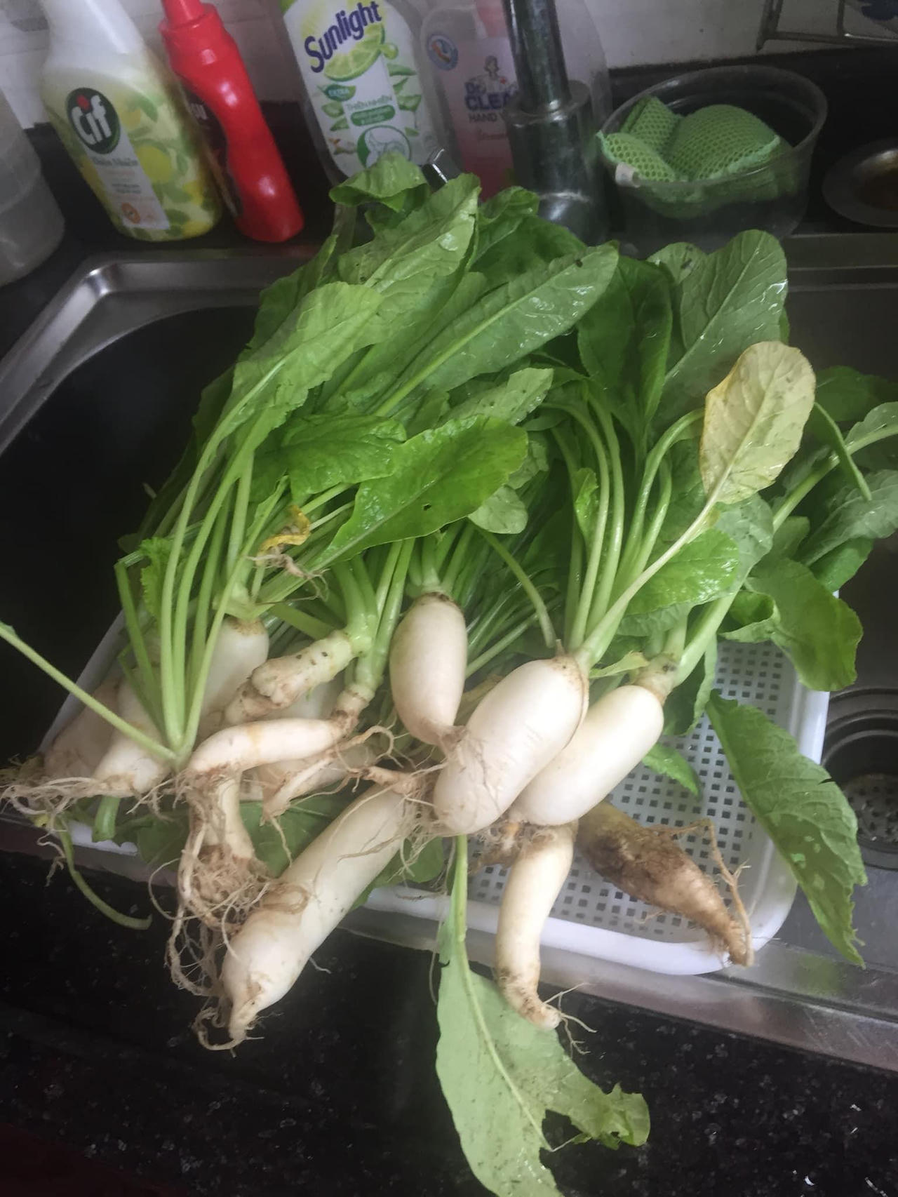 Thú vị với hình ảnh dân mạng khoe rau,củ tự trồng tại nhà 