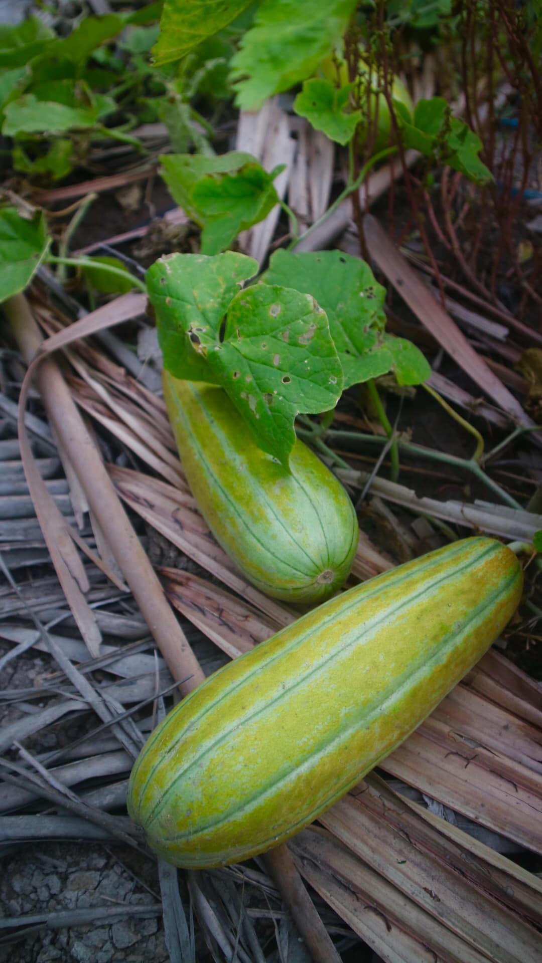 Thú vị với hình ảnh dân mạng khoe rau,củ tự trồng tại nhà 