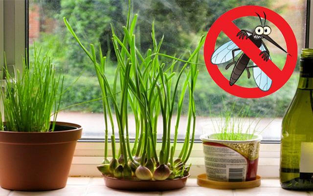 Đuổi muỗi không cần hóa chất