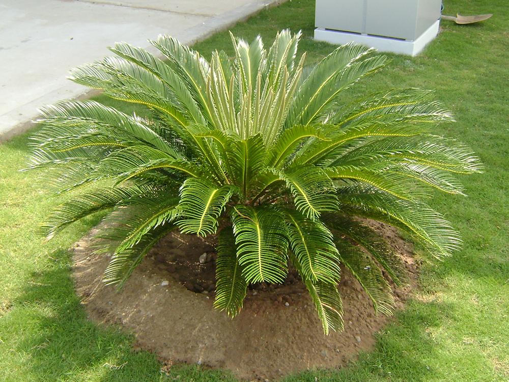 Ai hợp trồng cây vạn tuế ?