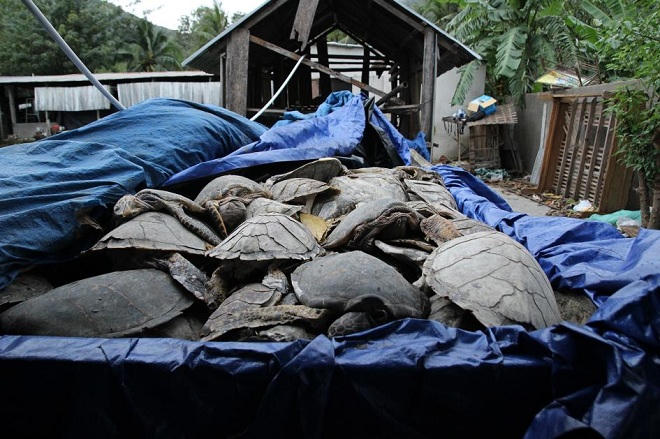 Truy tìm thủ phạm đứng sau 7000 con rùa biển chết ở Việt Nam