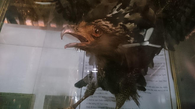 Kỳ lạ 'đại bàng đất' được cả làng ở Hà Nội sùng bái như thần