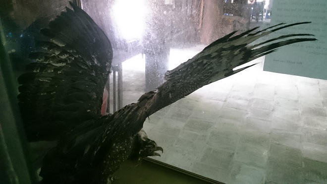 Kỳ lạ 'đại bàng đất' được cả làng ở Hà Nội sùng bái như thần