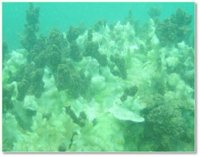 Giải pháp 'viễn tưởng' lọc độc tố khỏi biển miền Trung