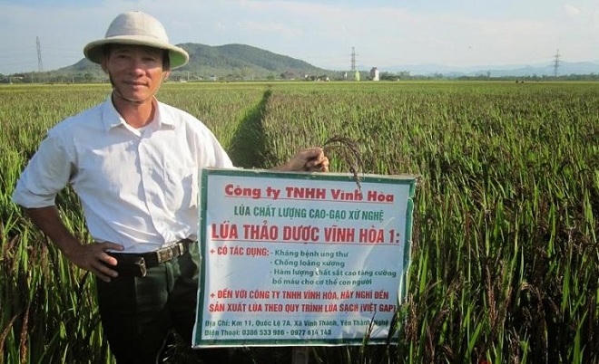 'Phù thủy' biến gạo thành thảo dược quý
