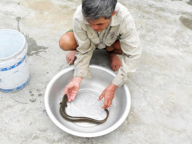 Săn cá chình bổ sinh lực kiếm hàng triệu mỗi đêm
