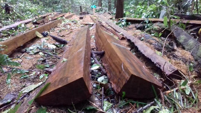 Kom Tum:  “Thả nổi” cho rừng phòng hộ Đăk Long bị “xẻ thịt”