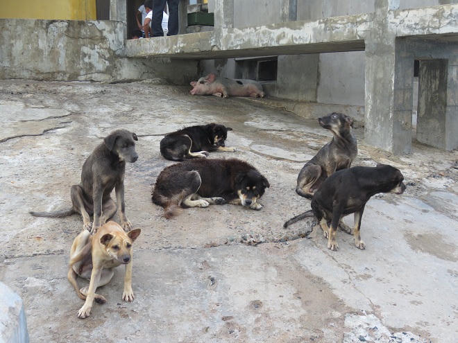 Diệu kỳ mầm xanh Trường Sa