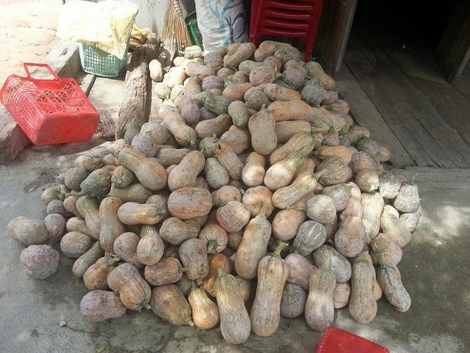 Bình Thuận: Nông dân trắng tay vì mất mùa, chính quyền thờ ơ?