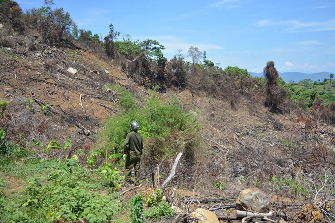 Quảng Nam:  Cần mạnh tay với nạn phá rừng đầu nguồn lấy đất trồng keo