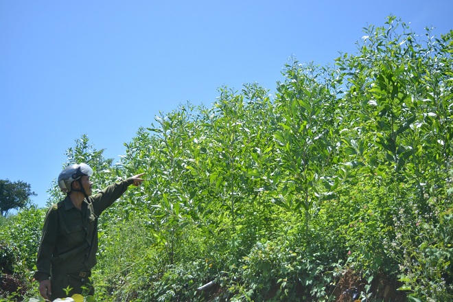 Quảng Nam:  Cần mạnh tay với nạn phá rừng đầu nguồn lấy đất trồng keo