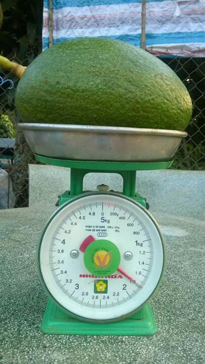 Giống bơ “khổng lồ” trên đất Tây Nguyên