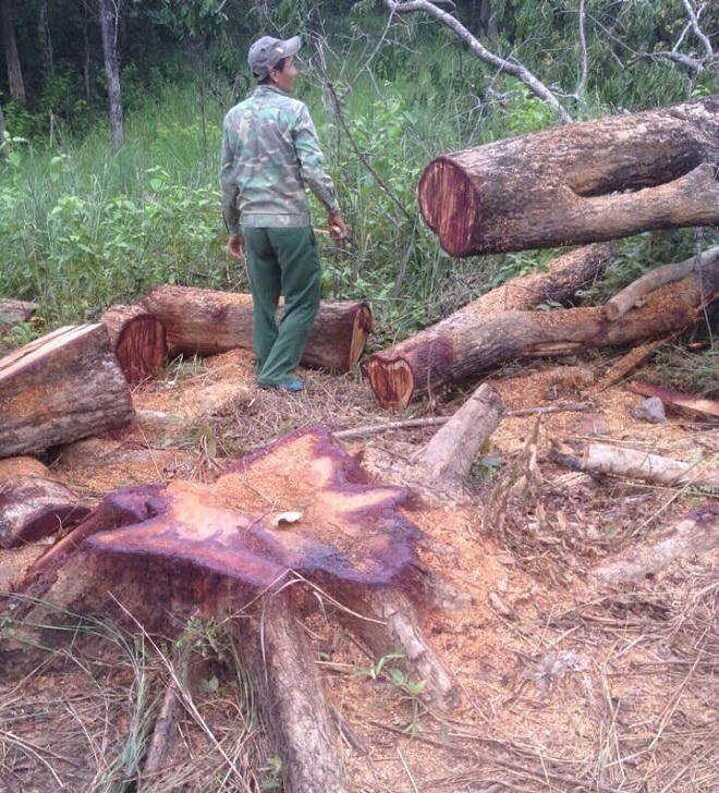 Đau xót cảnh cả rừng phòng hộ lẫn bảo tồn đều không thoát lưỡi cưa của lâm tặc 