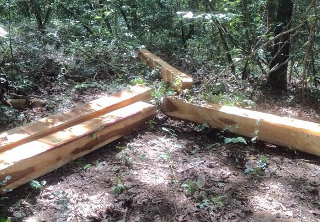 Đau xót cảnh cả rừng phòng hộ lẫn bảo tồn đều không thoát lưỡi cưa của lâm tặc 