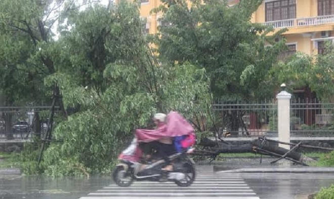 Cây xanh trong thành phố Huế tiếp tục gãy đổ vì mưa gió