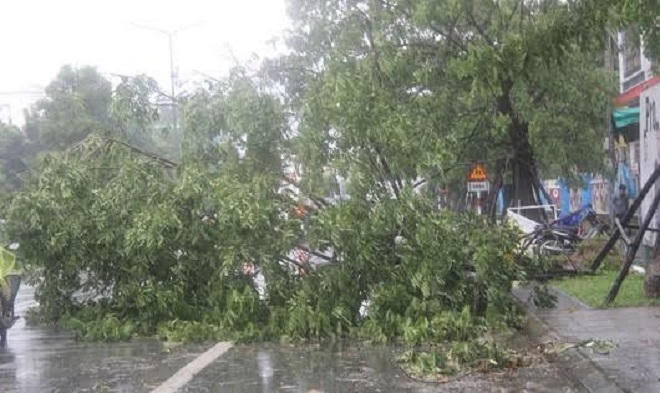 Cây xanh trong thành phố Huế tiếp tục gãy đổ vì mưa gió