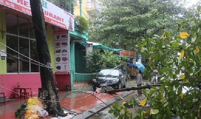 Cây xanh trong thành phố Huế tiếp tục gãy đổ vì mưa gió