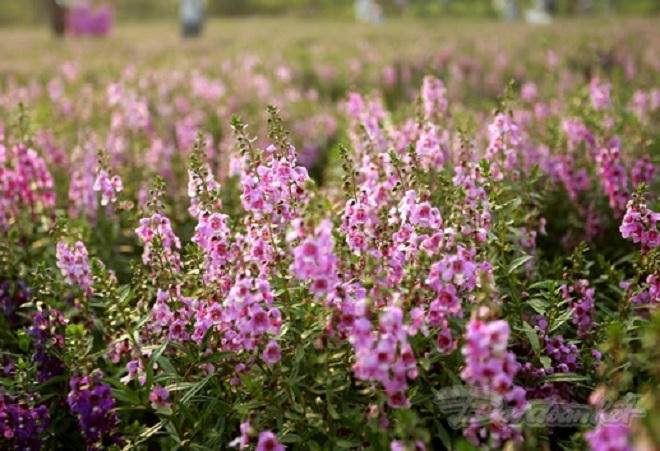 Ngắm và vui đùa cùng cừu, ngựa giữa lòng Hà Nội