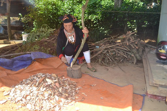 Thảo dược “bí truyền” chữa dứt bệnh trĩ