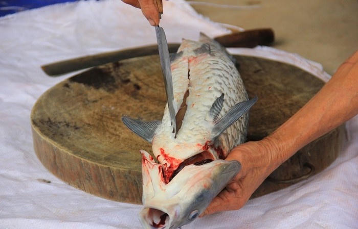 Kết quả hình ảnh cho mổ cá