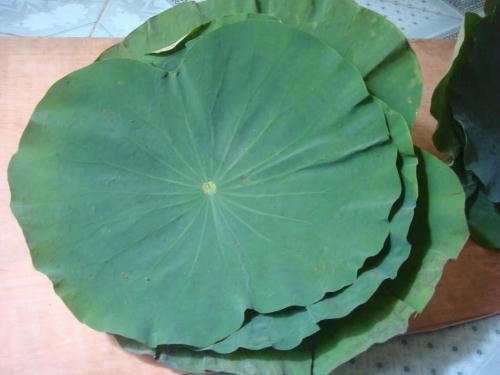 Kết quả hình ảnh cho lá sen