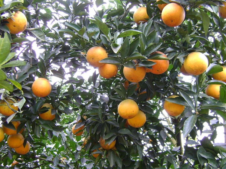 Hình ảnh có liên quan