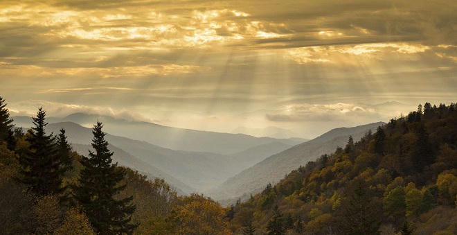 Báo động đỏ nạn tận diệt nhân sâm Mỹ