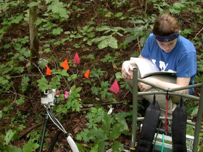 Báo động đỏ nạn tận diệt nhân sâm Mỹ