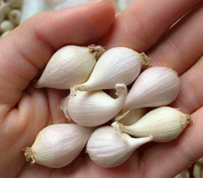 Kết quả hình ảnh cho khử mùi tỏi