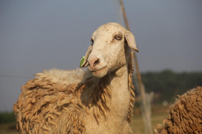 Người xóa tan định kiến 'không thể nuôi cừu trên đất Nghệ An'