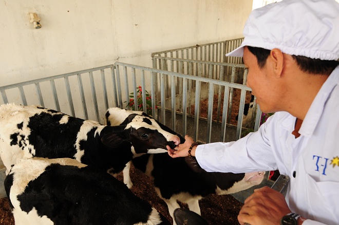 “Giải mã” trang trại bò sữa organic chuẩn quốc tế của TH true MILK 