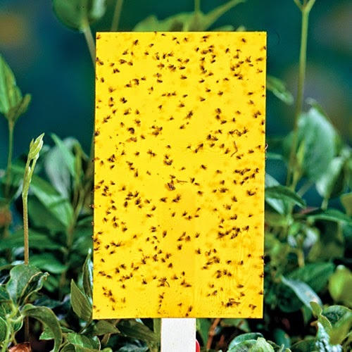 Kết quả hình ảnh cho Dùng keo bẫy muỗi. bẫy ,muỗi