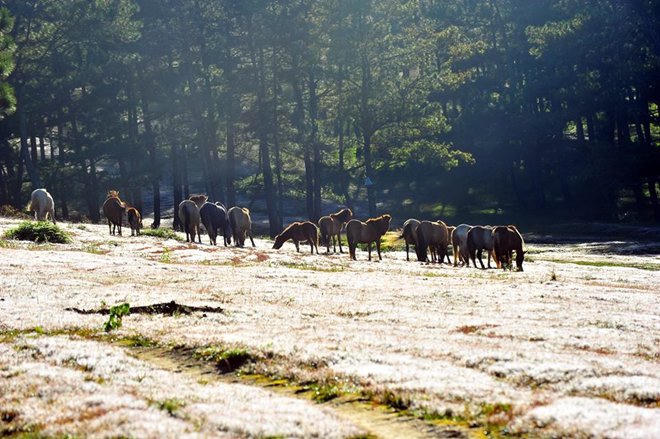 Kết quả hình ảnh cho cỏ tuyết Đà Lạt