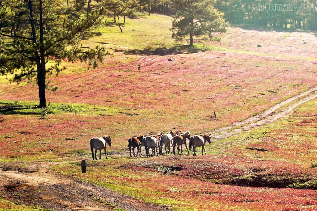Kết quả hình ảnh cho cỏ tuyết Đà Lạt