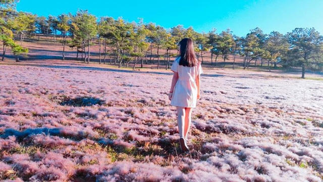 Kết quả hình ảnh cho cỏ tuyết Đà Lạt