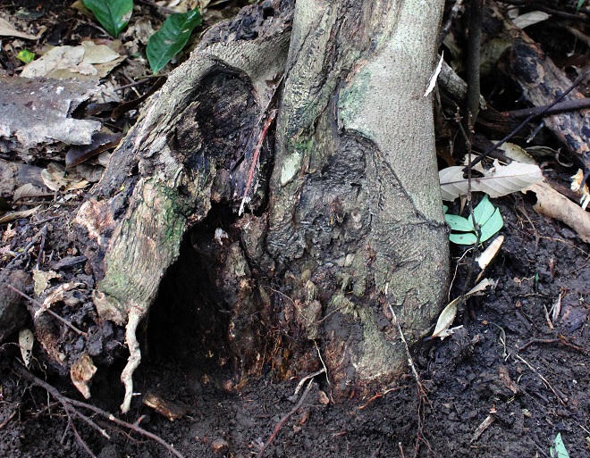 Sững sờ trước 'kho vàng thô' trên đỉnh Hoành Sơn