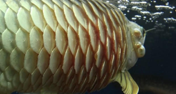 Kết quả hình ảnh cho Vảy cá