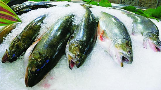 Kết quả hình ảnh cho cá đông lạnh