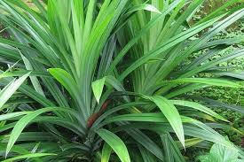 Kết quả hình ảnh cho Lá dứa