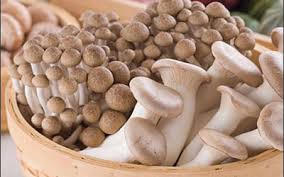 Kết quả hình ảnh cho nấm