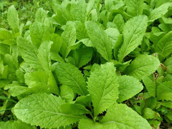 Kết quả hình ảnh cho rau cải