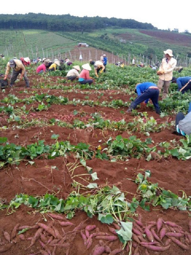 Chàng trai 8X bỏ phố thị về núi làm giàu bằng trồng rau, củ, quả