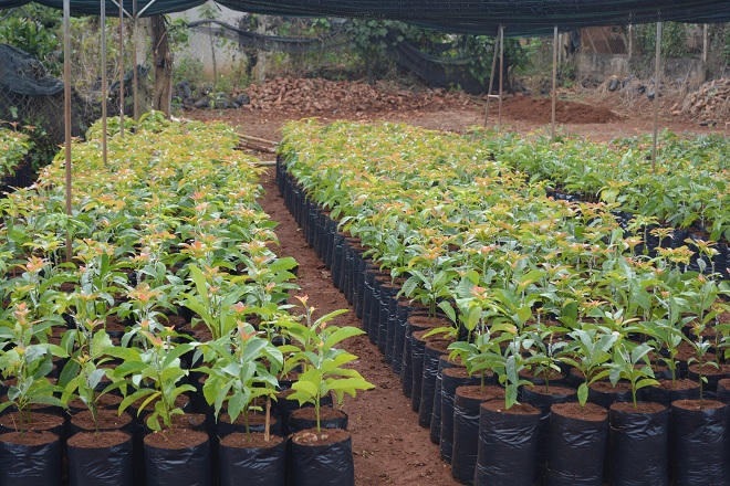 Tỷ phú vườn ươm sẻ chia kinh nghiệm khởi nghiệp từ bàn tay trắng 