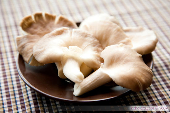 Kết quả hình ảnh cho nấm bào ngư